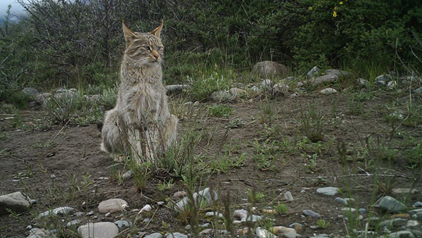 全球首次荒漠猫卫星颈圈跟踪研究取得新进展
