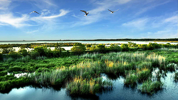 《中华人民共和国湿地保护法》2022年6月1日起施行